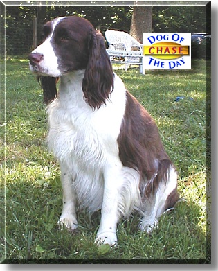 Chase, the Dog of the Day