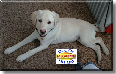 Megabyte, the Dog of the Day