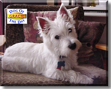Gracie, the Dog of the Day