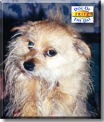 Fritz, the Dog of the Day