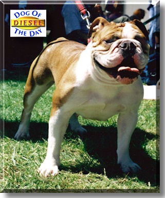 Diesel, the Dog of the Day