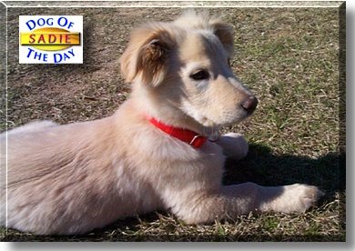 Sadie, the Dog of the Day