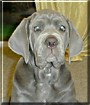 Buster