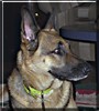 Sable