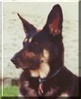 Dixie