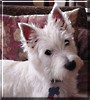 Gracie