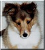 Corky
