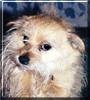 Fritz