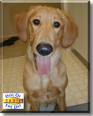 Sadie, the Dog of the Day