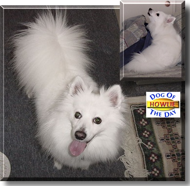 Howlie, the Dog of the Day