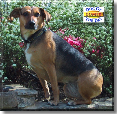 Domer, the Dog of the Day