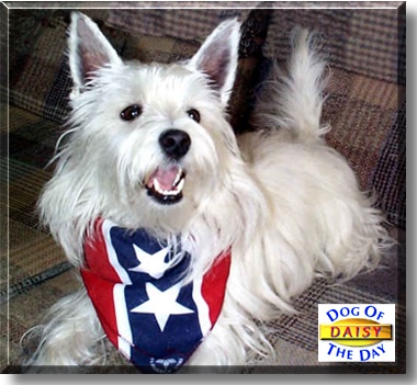 Daisy, the Dog of the Day