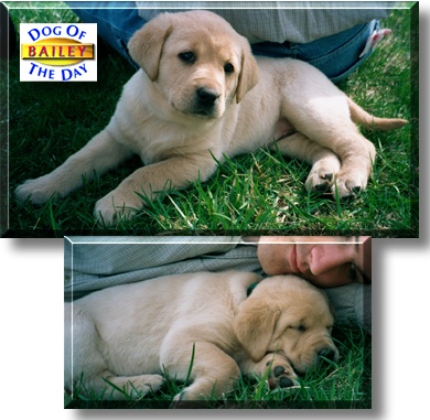 Bailey, the Dog of the Day