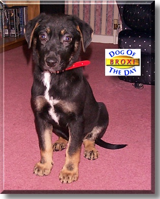 Broxi, the Dog of the Day