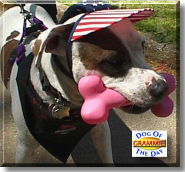 Grammie, the Dog of the Day