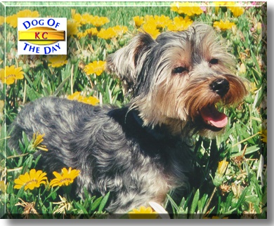 KC, the Dog of the Day