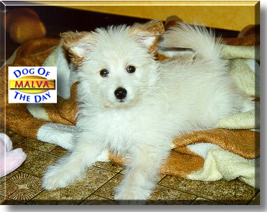 Malva, the Dog of the Day