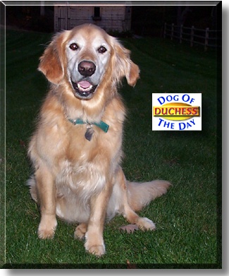 Duchess, the Dog of the Day