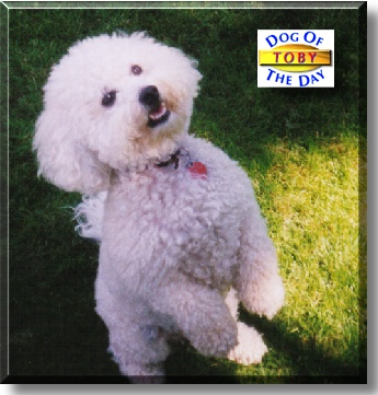 Toby, the Dog of the Day