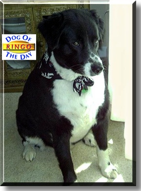 Ringo, the Dog of the Day