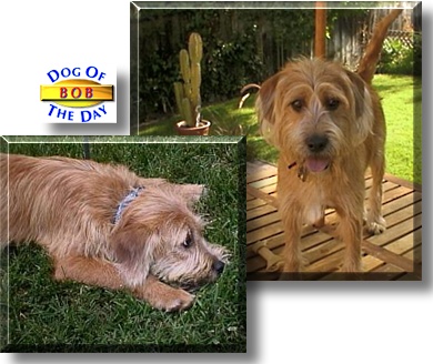 Bob, the Dog of the Day