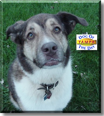 Yampa, the Dog of the Day