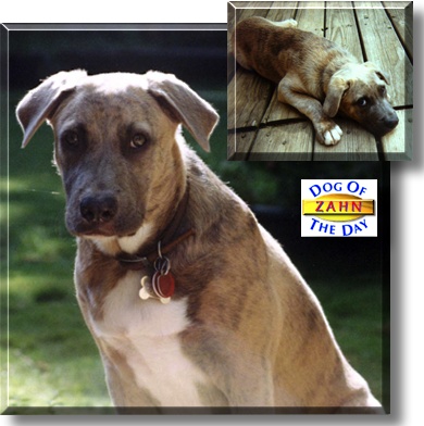 Zahn, the Dog of the Day