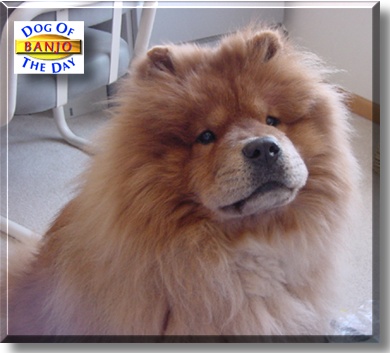 Banjo, the Dog of the Day