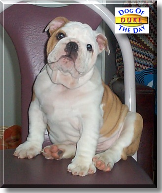 Duke, the Dog of the Day