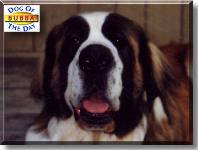 Bubba, the Dog of the Day