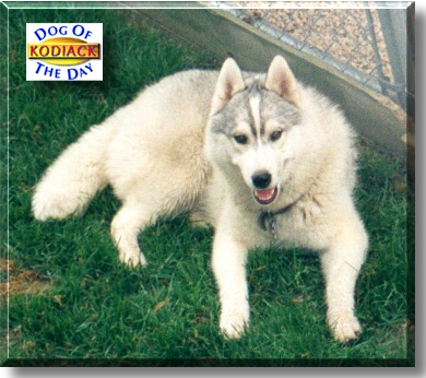 Kodiack, the Dog of the Day
