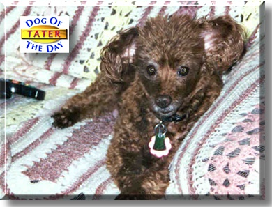 Tater, the Dog of the Day