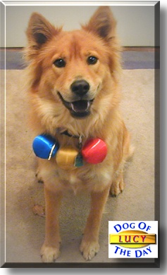 Lucy, the Dog of the Day