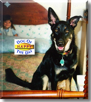 Happy, the Dog of the Day