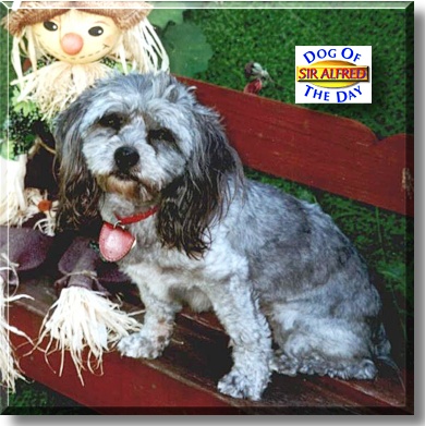 Sir Alfred William James Pollard, the Dog of the Day