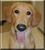 Sadie