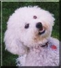 Toby