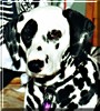 Dottie