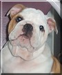 Duke