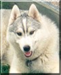 Kodiack