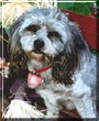 Sir Alfred