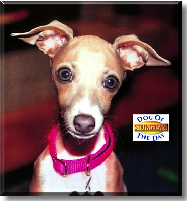 Stringbean, the Dog of the Day