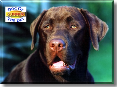 Gunner, the Dog of the Day