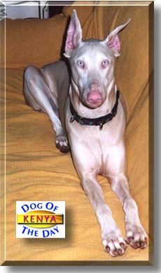 Kenya, the Dog of the Day