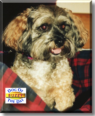 Buzzy, the Dog of the Day