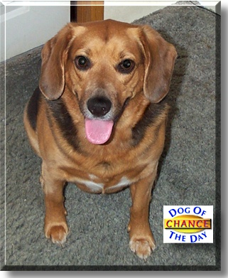 Chance, the Dog of the Day