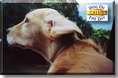 Callie, the Dog of the Day