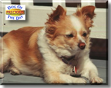 Precious, the Dog of the Day