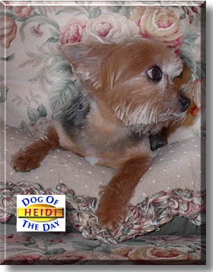 Heidi, the Dog of the Day
