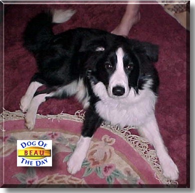 Beau, the Dog of the Day